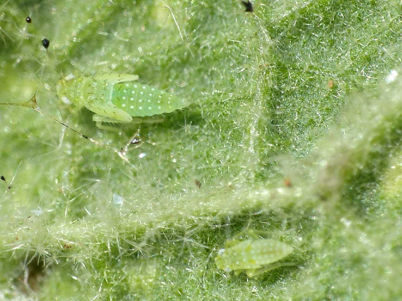 Empoasca sp.? su verbasco No. Micantulina stigmatipennis